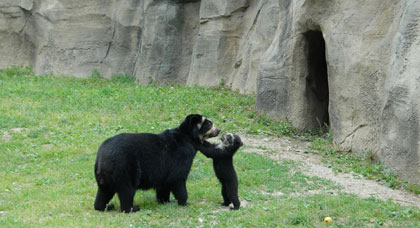 parco_natura_viva_orsetto.jpg