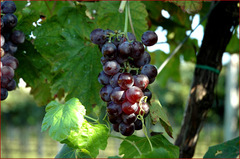 Cantina di Castelnuovo 40% di incremento del fatturato.