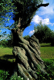 istock_000003218437medium.jpg