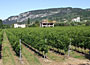 Azienda Agricola Ca' Bottura