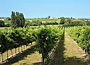 Cantina Molini