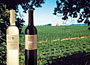 Cantine Lenotti