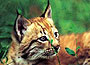 Parco Natura Viva