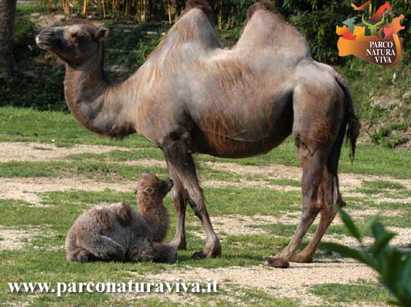 Parco Natura Viva
