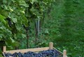 Cantina Zeni