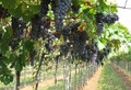 Cantina Vantini