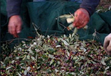 Azienda Agricola Cavazza