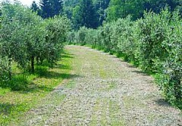 Azienda Agricola Manestrini